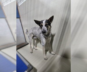 Texas Heeler Dogs for adoption in Bakersfield, CA, USA
