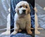 Puppy black boy Golden Retriever