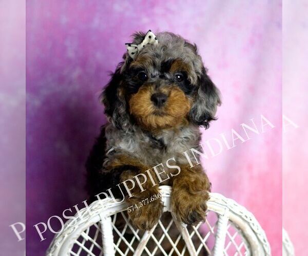 Medium Photo #117 Poodle (Miniature) Puppy For Sale in WARSAW, IN, USA