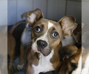 American Staffordshire Terrier-Unknown Mix Dogs for adoption in San Antonio, TX, USA