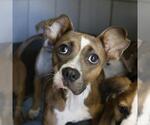 Small American Staffordshire Terrier Mix