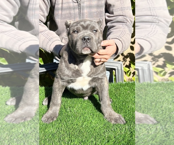 Medium Photo #10 Cane Corso Puppy For Sale in CORONA, CA, USA