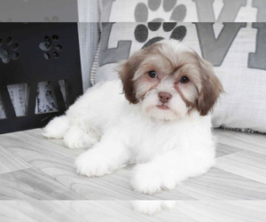 Zuchon Puppy for sale in MARIETTA, GA, USA