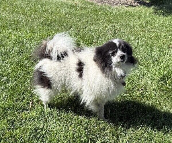 Medium Photo #1 Pomeranian Puppy For Sale in CURTISS, WI, USA