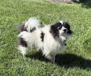 Father of the Pomeranian puppies born on 07/20/2026