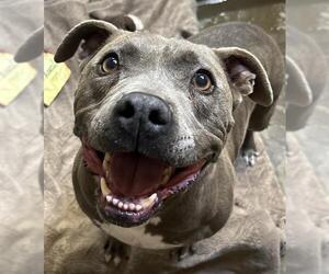 Staffordshire Bull Terrier-Unknown Mix Dogs for adoption in Santa Cruz, CA, USA