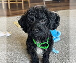 Small #1 Poodle (Miniature) Mix