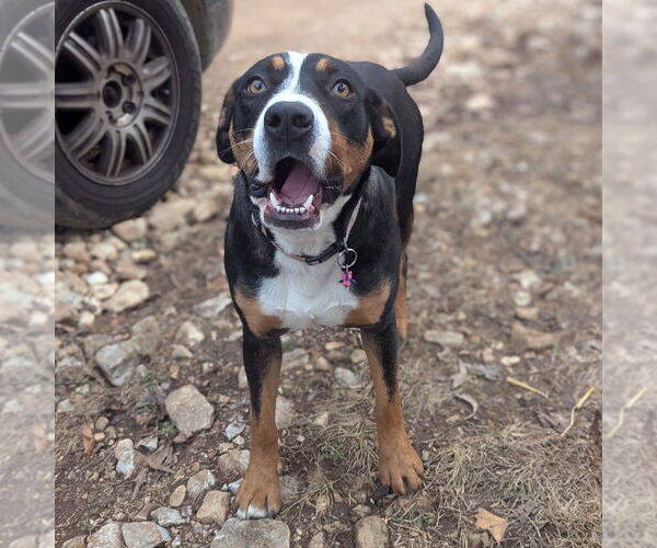 Medium Photo #7 Mutt Puppy For Sale in Vail, AZ, USA