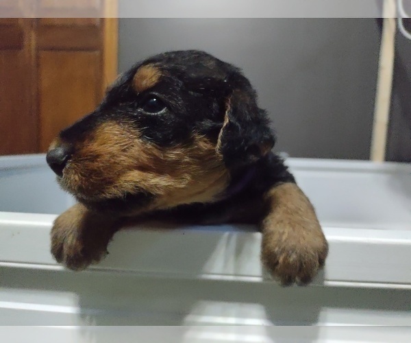 Medium Photo #4 Airedale Terrier Puppy For Sale in TONGANOXIE, KS, USA