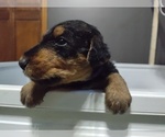 Small Photo #4 Airedale Terrier Puppy For Sale in TONGANOXIE, KS, USA