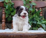Small Photo #54 Havanese Puppy For Sale in GOSHEN, IN, USA
