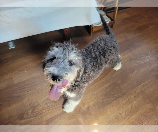 Medium Photo #10 Bernedoodle (Miniature) Puppy For Sale in BLACK FOREST, CO, USA