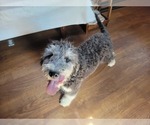 Small Photo #107 Bernedoodle (Miniature) Puppy For Sale in BLACK FOREST, CO, USA