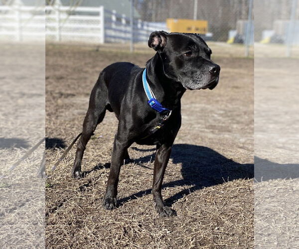 Medium Photo #4 Labrador Retriever-Unknown Mix Puppy For Sale in Virginia Beach, VA, USA