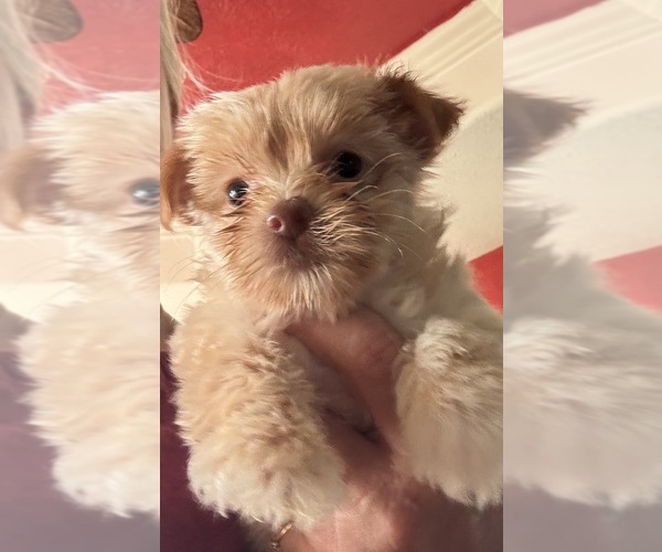 Medium Photo #3 Yorkshire Terrier Puppy For Sale in CAULFIELD, MO, USA