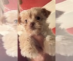 Small #2 Yorkshire Terrier