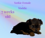 Image preview for Ad Listing. Nickname: Maddie