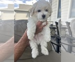 Puppy Rufus Bichon Frise