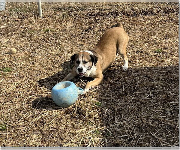 Medium Photo #6 Collie-German Shepherd Dog Mix Puppy For Sale in Norfolk, VA, USA