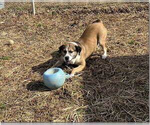Luke - Male Collie-German Shepherd Dog Mix Dog for Adoption - Photo #6