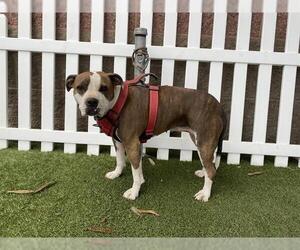 Mutt Dogs for adoption in Modesto, CA, USA
