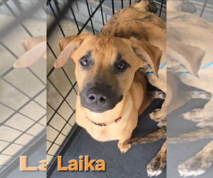 Huskies -Labrador Retriever Mix Dogs for adoption in McDonough, GA, USA