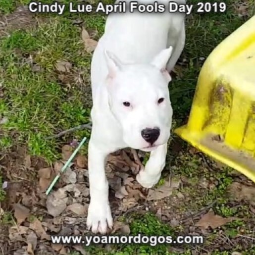 Medium Photo #201 Dogo Argentino Puppy For Sale in PINEVILLE, MO, USA