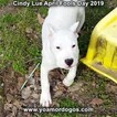 Small Photo #201 Dogo Argentino Puppy For Sale in PINEVILLE, MO, USA