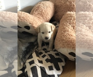 Labrador Retriever Puppy for sale in CARMICHAEL, CA, USA