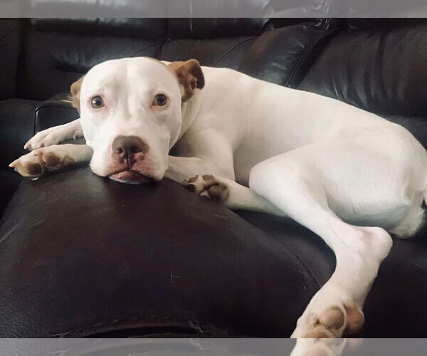 Medium Photo #9 American Pit Bull Terrier-Unknown Mix Puppy For Sale in Germantown, OH, USA