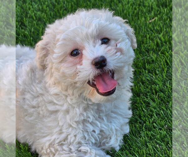 Medium Photo #1 Maltipoo (Miniature) Puppy For Sale in San Diego, CA, USA