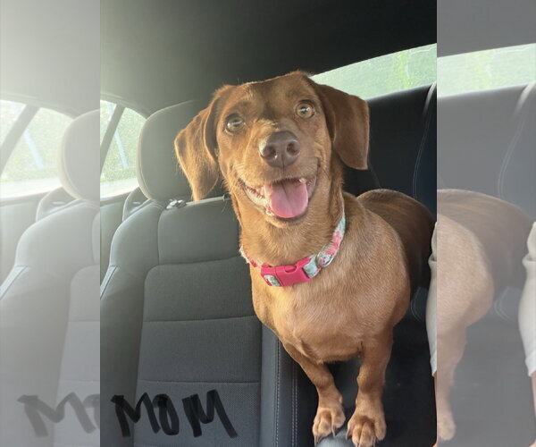 Medium Photo #5 Dachsador Puppy For Sale in Oakhurst, NJ, USA