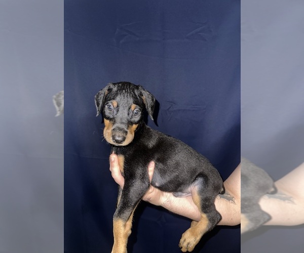 Medium Photo #1 Doberman Pinscher Puppy For Sale in DALLAS, TX, USA