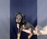 Puppy 1 Doberman Pinscher