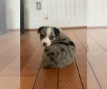 Small #1 Australian Shepherd