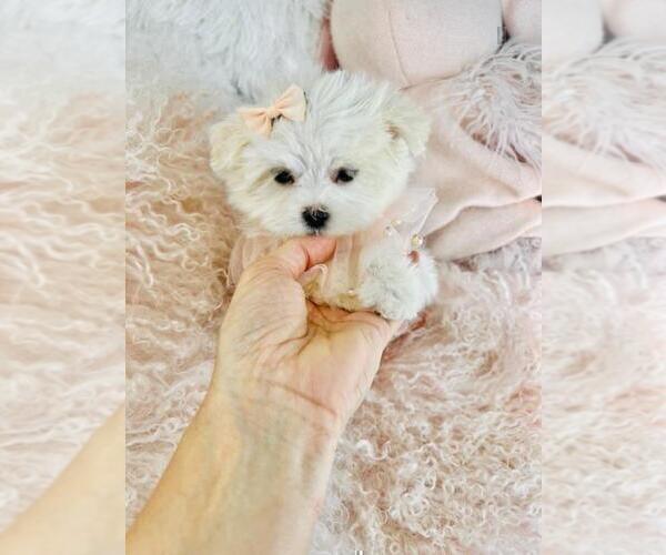Medium Photo #16 Maltese Puppy For Sale in NEW YORK, NY, USA