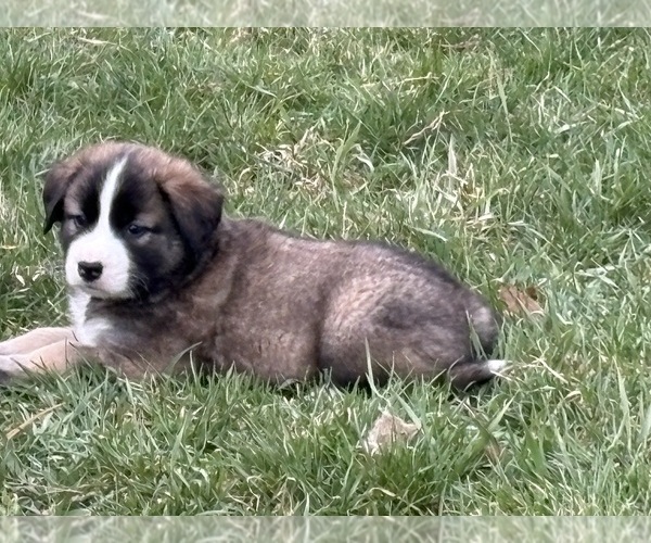 Medium Photo #22 Alaskan Husky-Saint Bernard Mix Puppy For Sale in OLIVET, MI, USA