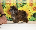 Spirit - Male Poodle (Toy) Puppy for Sale - Photo #15