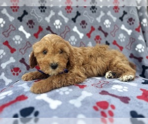 Cavapoo Puppy for sale in LAKELAND, FL, USA