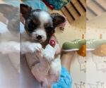 Small Photo #10 Chihuahua Puppy For Sale in CHARLESTON, AR, USA