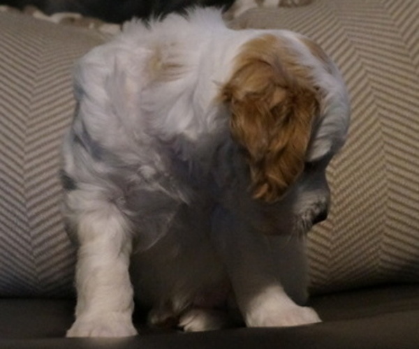 Medium Photo #7 Golden Mountain Doodle  Puppy For Sale in JIM FALLS, WI, USA