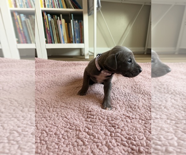 Medium Photo #3 Great Dane Puppy For Sale in BLYTHEWOOD, SC, USA