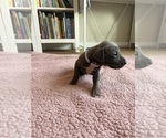 Small #2 Great Dane