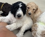 Small #1 Saint Berdoodle