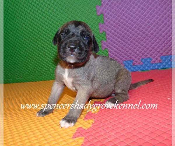 Medium Photo #1 Mastiff Puppy For Sale in CABOOL, MO, USA