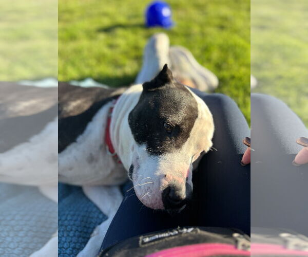 Medium Photo #6 American Pit Bull Terrier Puppy For Sale in Berkeley, CA, USA