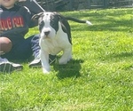 Small Photo #14 American Bully Puppy For Sale in NAUGATUCK, CT, USA
