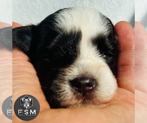 Schnauzer (Miniature) Puppy for sale in KISSIMMEE, FL, USA