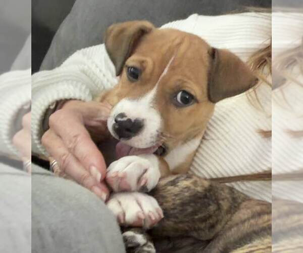 Medium Photo #7 Boxer-Unknown Mix Puppy For Sale in pomfret, CT, USA