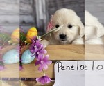Small Photo #1 Golden Retriever Puppy For Sale in BLOUNTVILLE, TN, USA